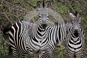 Gazing parent and kid of zebra