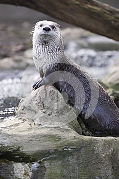 Gazing river otter