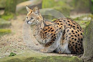 Gazing serval photo