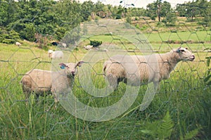 Gazing sheep flock