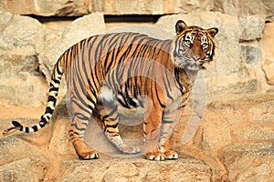 Gazing tiger photo