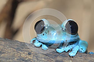 Uluguru forest tree frog