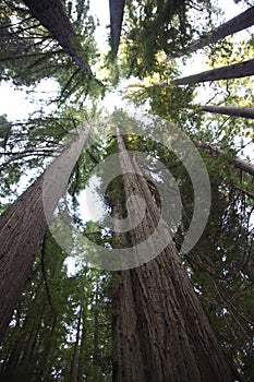 Gazing upward in Humboldt Redwoods State Park