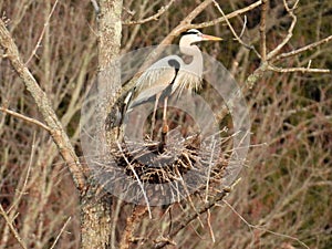 Great Blue Heron standing on stick nest in NYS FingerLakes photo
