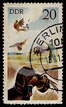 GDR - CIRCA 1977: animals Dog with Common Pheasant (Phasianus colchicus), bird hunting, seal Berlin postmark