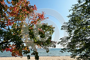 Gdynia - An idyllic view on a colorful trees on the beach in Gdynia, Poland, with calm Baltic Sea in the back