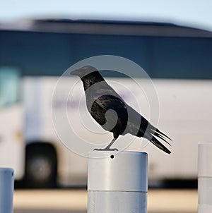 Raven perched on a post