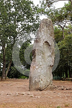 Menhir Geant du Manio - Giant of Manio  - the largest menhir in Carnac photo