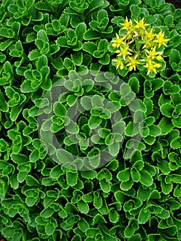 Gear leaves and yellow flower