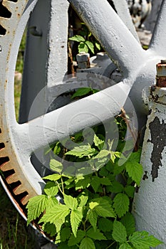 Gear Wheel and Weeds