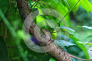 Geasden lizard hide on tree branch in nice green background