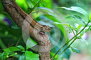 Geasden lizard hide on tree branch in nice green background