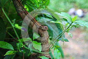 Geasden lizard hide on tree branch in nice green background