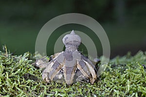 Geastrum coronatum is an inedible species of mushroom belonging to the genus Geastrum, or earthstar fungi.