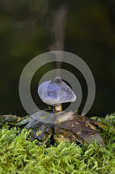 Geastrum coronatum while spreading its spores.