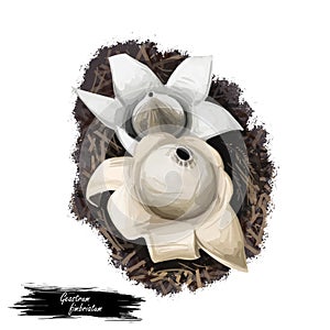 Geastrum fimbriatum, fringed or sessile earthstar mushroom closeup digital art illustration. Boletus has white or cream fruit body