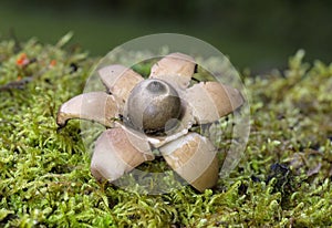 Geastrum michelianum x is a fungus found in the detritus and leaf litter of hardwood forests around the world