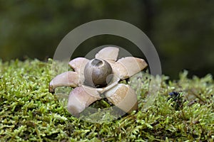 Geastrum michelianum is a fungus found in the detritus and leaf litter of hardwood forests around the world.