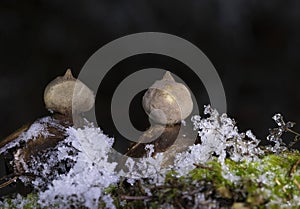 Geastrum pectinatum photographed in the forest. photo