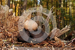 Geastrum rufescens fungus