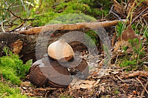 Geastrum rufescens fungus