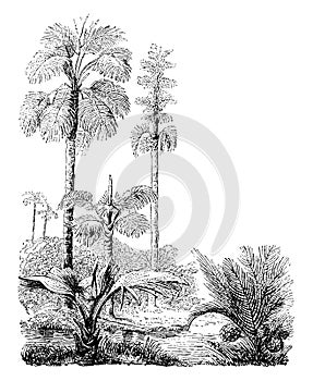 Gebang and Nipa Palm Trees vintage illustration