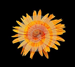 Gebera daisies flowers on black background