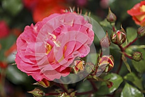 Gebruder Grimm rose flower head at the Guldemondplantsoen Rosarium Boskoop