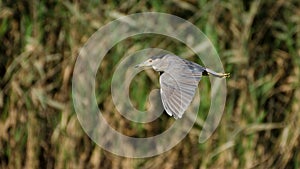 Gece BalÄ±kÃ§Ä±lÄ±  Black-crowned Night Heron / Nycticorax nycticorax