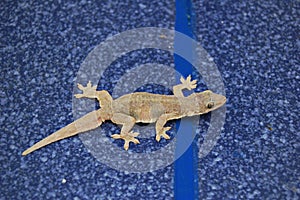 Gecko