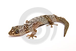 Lagarto 