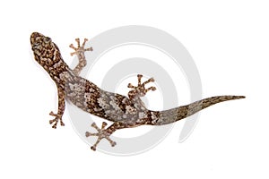 Lagarto 