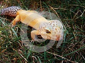 Gecko