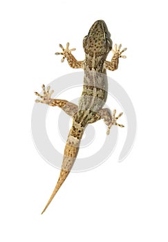 Gecko