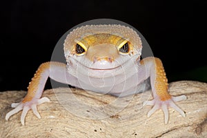 Gecko photo