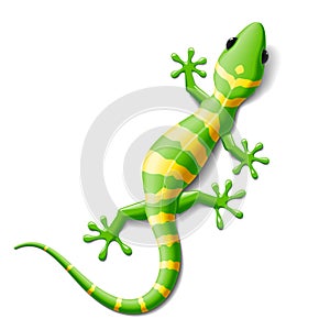 Gecko photo