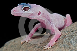 Gecko