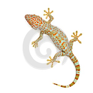 Gecko