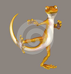 Gecko