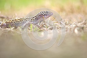 Gecko, animal, reptile, wildlife, nature,