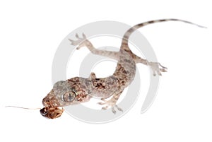 Gecko babe eat roach isolated