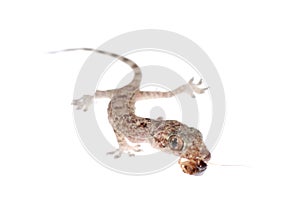 Gecko babe eat roach isolated