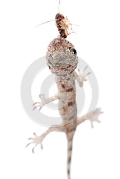 Gecko babe eat roach isolated