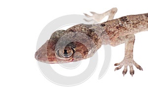 Gecko babe head isolated