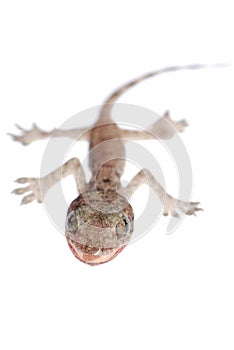 Gecko babe isolated