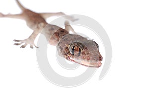 Gecko babe isolated