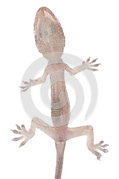 Gecko babe isolated