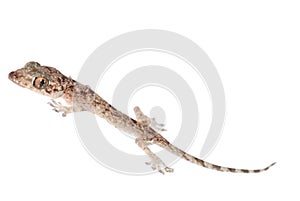 Gecko babe isolated