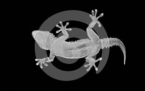 Gecko on black background