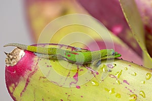 Gecko Bromeliad